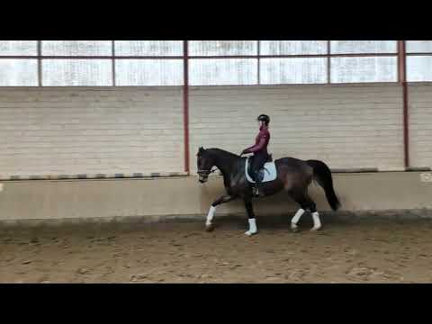 For Sale ! Dressurpferd v. Zoom