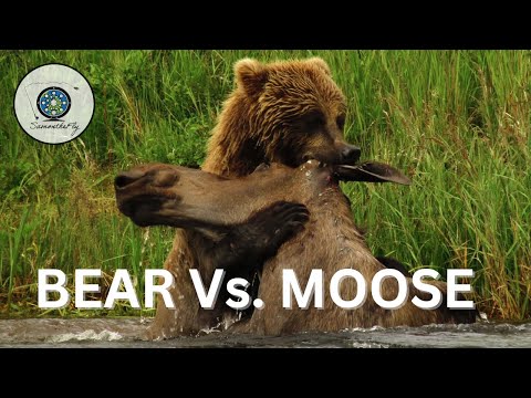 BROWN BEAR VS. MOOSE | Alaska | Subscribe for a Full 10 min video!