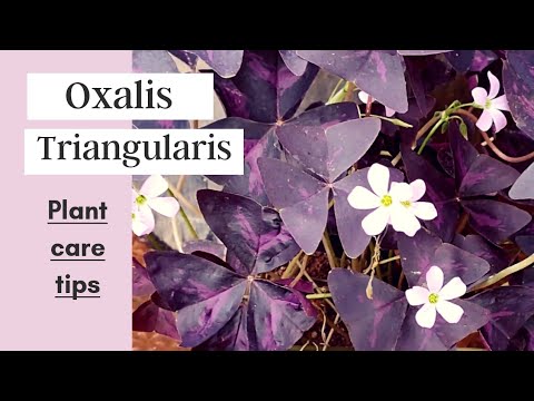 , title : 'Oxalis Triangularis || Oxalis triangularis care/Purple Shamrock/Butterfly plant'