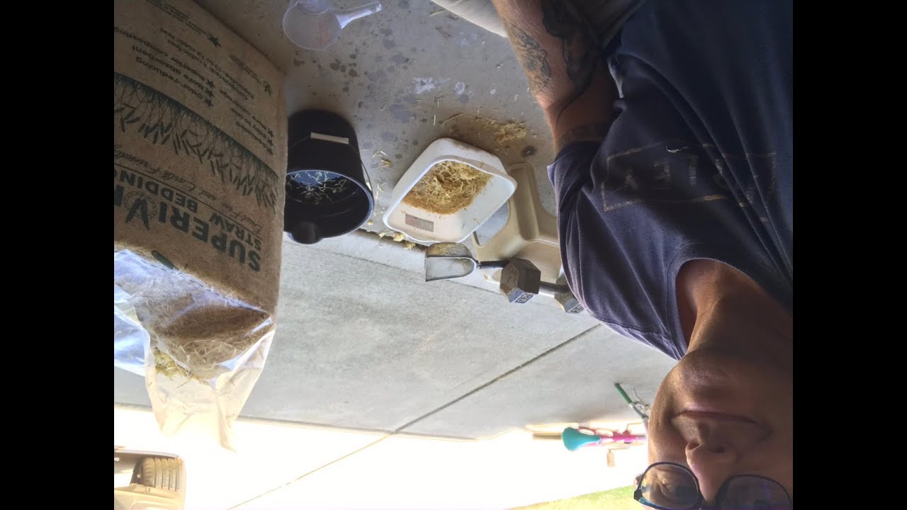 America's Choice Shavings vs Superior Straw - 1st Impressions