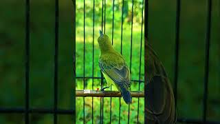 Download lagu SUARA SOGON BETINA MEMANGGIL JANTAN #6 #sogongacordor #sogongacorngobra #sogontrotol mp3 Download lagu SUARA SOGON BETINA MEMANGGIL JANTAN #6 #sogongacordor #sogongacorngobra #sogontrotol mp3