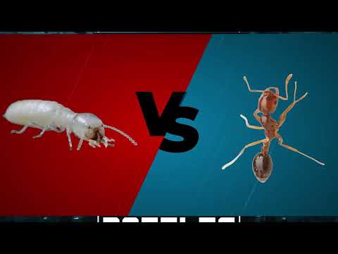 Bug Battles- Episode 3: Formosan Termite vs. Red Imported Fire Ant