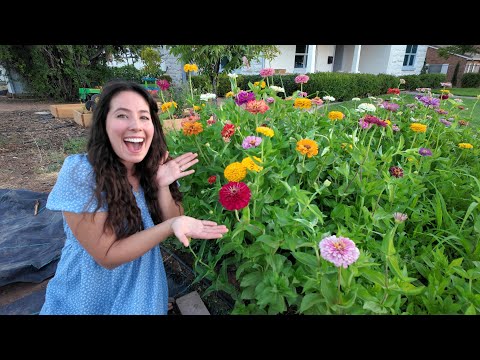 Growing Zinnias From Seed: 3 VITAL Tips!