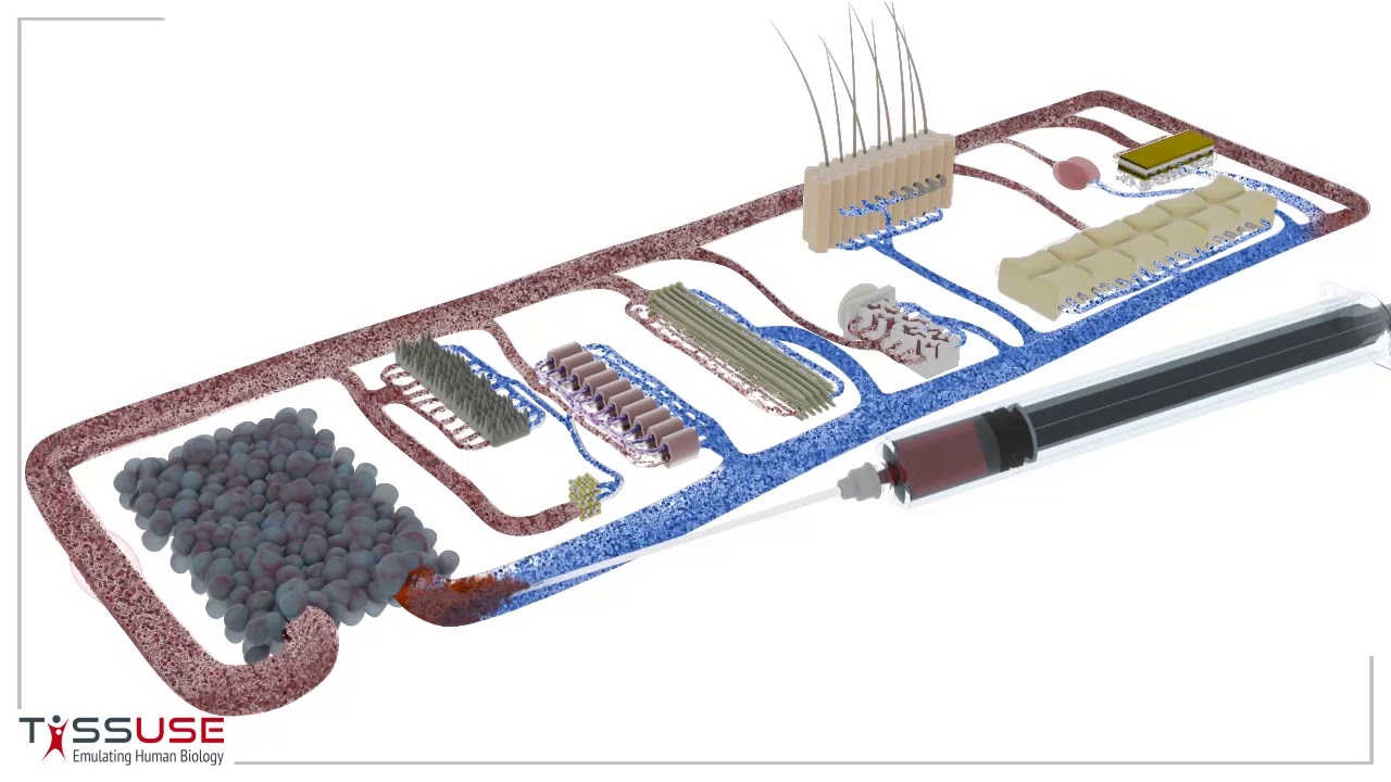 TissUse HUMIMIC Chip — Mini-Organism-on-a-Chip 介紹影片縮圖