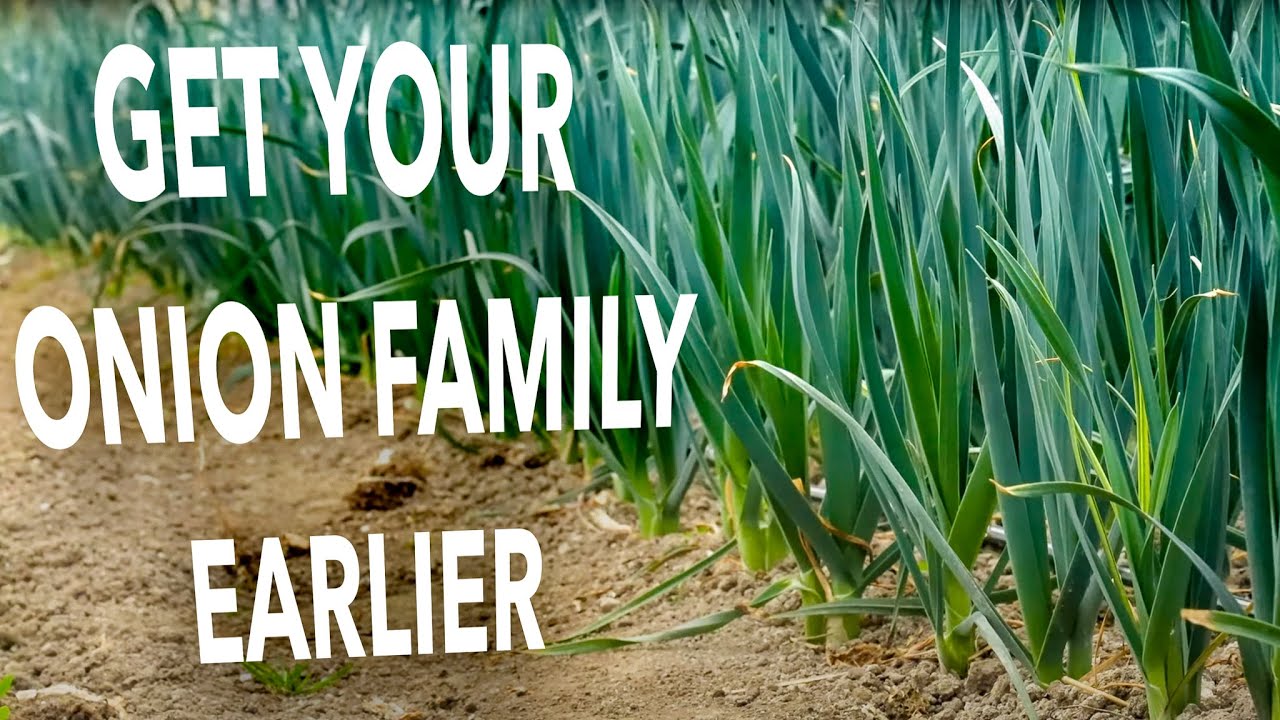 A Masterclass in Growing & Selling Over-Winter Alliums | The Culinary Gardener