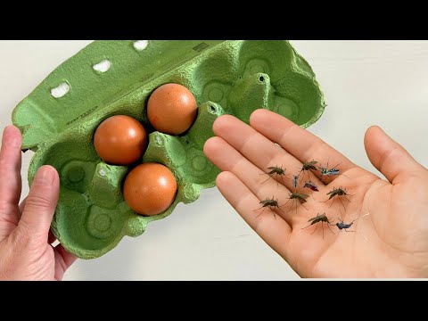 Don't throw away the egg carton. This trick repels mosquitoes better than chemicals
