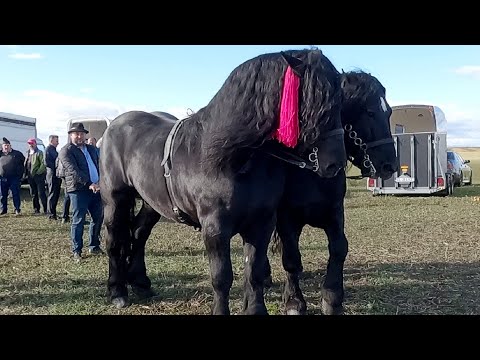 Armăsari linia Fitero Ionuț Râmbu de la Putna - Bucovina 2022