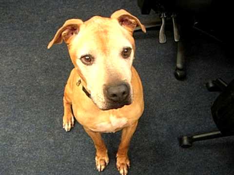 Colonel - URGENT!, an adopted Boxer Mix in Mansfield, OH_image-1