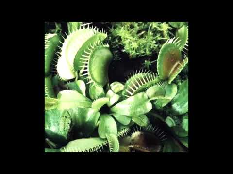 *FREE* smashing pumpkins x hum x alternative rock type instrumental - "venus" || + anticøn