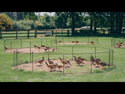 Raising White Pheasants: A Comprehensive How-To Guide