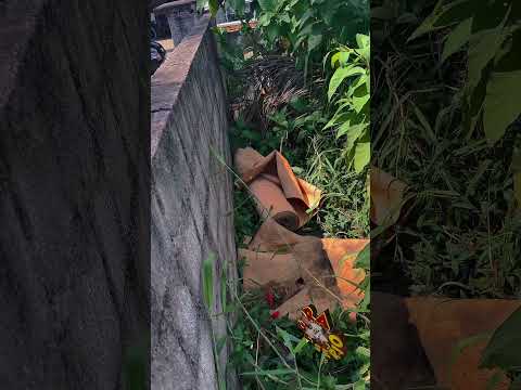 PREFEITURA NÃO PODE LIMPAR TERRENO PARTICULAR ISSO CARACTERIZA IMPROBIDADE ADMINISTRATIVA