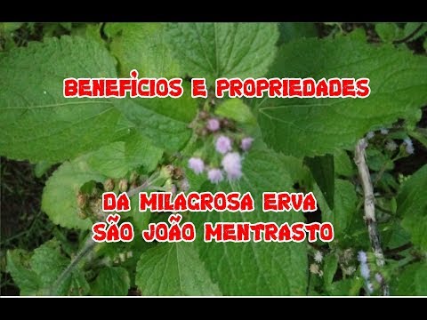 , title : 'BENEFÍCIOS E PROPRIEDADES DA MILAGROSA  ERVA SÃO JOÃO MENTRASTO'
