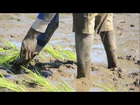 Scholarships for Dominican and Haitian Youth