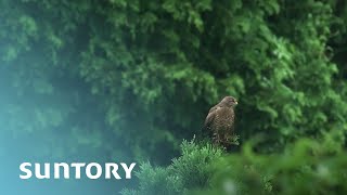 Beyond the Border ― Conservation of Grey-faced Buzzards in the Philippines SUNTORY