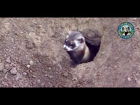 , title : 'Black-Footed Ferrets Colorado'