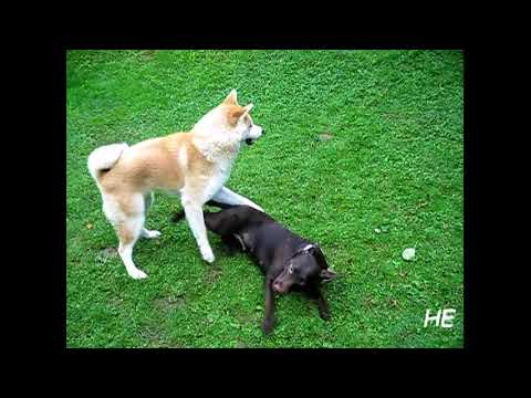 Japanese Akita Inu ( あきた いぬ ) play with Una - Akita Inu beim Spiel mit Una