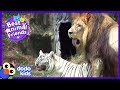 Cam The Lion And Zabu The Tiger Love To Play Ball And Then Cuddle Dodo Kids Best Animal Friends