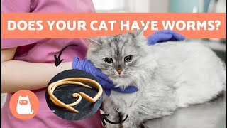 WORMS in CATS 🐱🐛 | Symptoms, Contagion and Natural Treatments