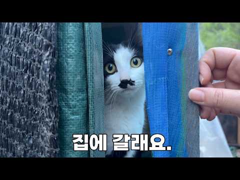 봉합 수술 부위는 터지고, 한달째 갇혀 지내는 고양이