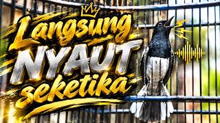 Download lagu Suara Burung Kacer Bikin Lawan Emosi Gacor, Pancingan Kacer Agar Cepat Emosi Gacor mp3