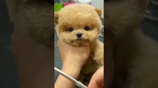 Download lagu hely guk.. guk.. #shorts mp3 Download lagu hely guk.. guk.. #shorts mp3