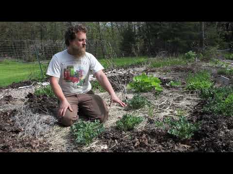 Edgewood Nursery Plant Profile: Sea Kale (Crambe martima)