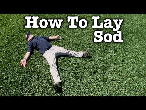Scotts Viridian St Augustine Grass 💦 How To Lay Sod and After Care - What to Put on New Sod