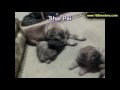 Sharpei, Puppies, For, Sale, In, Badger, County ...
