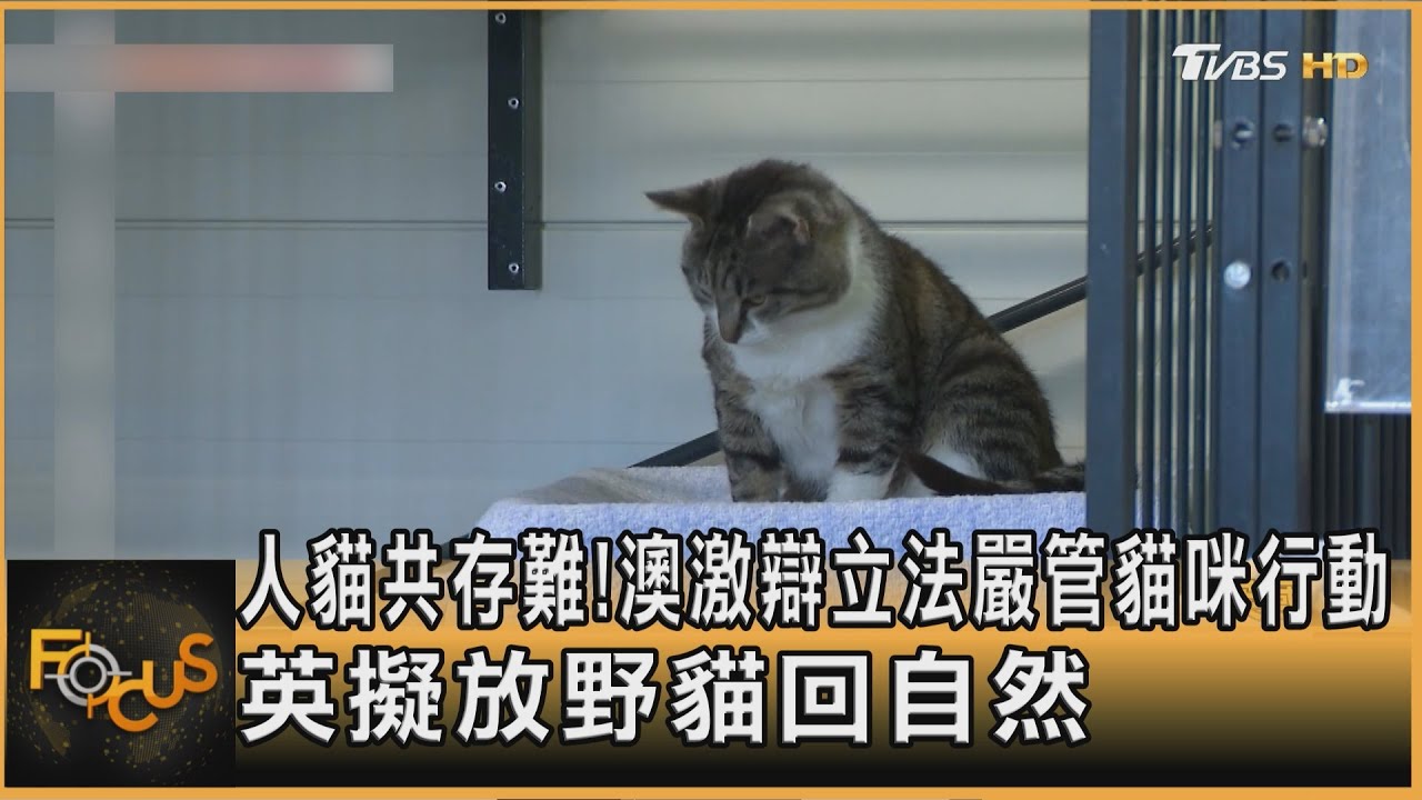 人貓共存難?澳激辯立法嚴管貓咪行動 英擬放野貓回自然