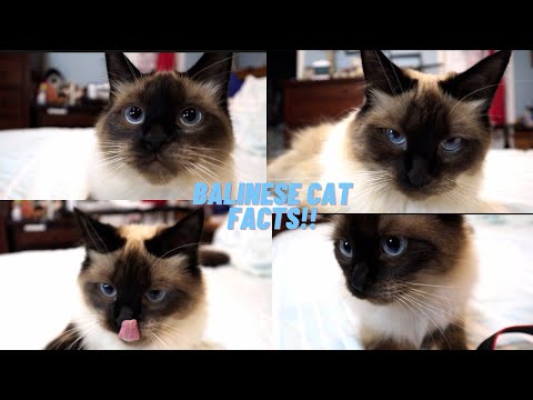 Top 10 Balinese Siamese Cat Facts!!