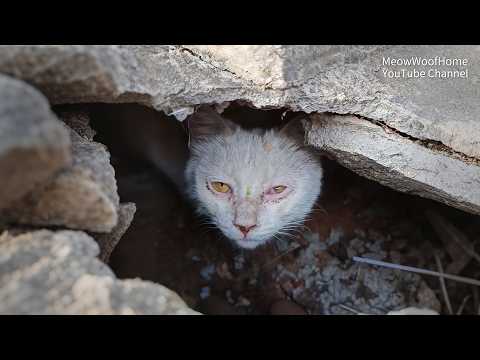 The stray white cat who always gave her food to other cats surprised me after being adopted
