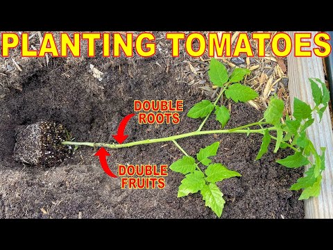 , title : 'Plant Tomatoes LIKE THIS To DOUBLE The Root System And Fruit Production!'