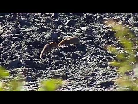 Djuma: Slender Mongoose pair looking for breakfast in dry dam area - 09:46 - 07/02/19