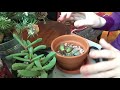 Potting New Lithops And Trimming Roots