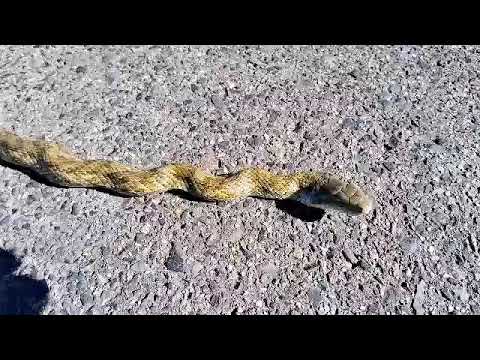 アオカケスの庭の種子を引き付ける方法 食べ物の意味 リジャン