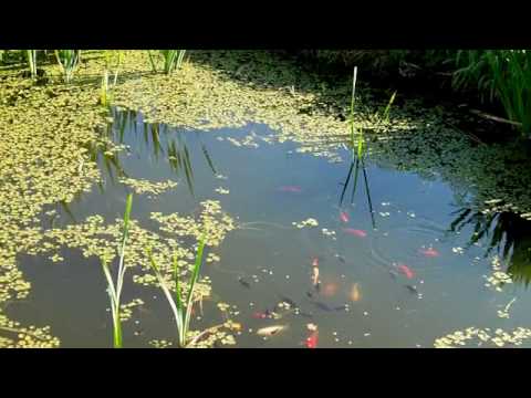 Ferienhaus im Böhmerwald