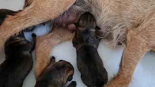 New born Border Terrier puppies,  the first day.