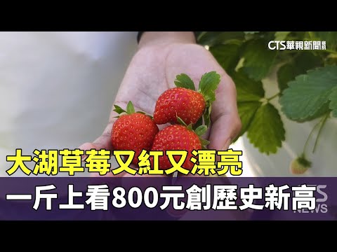 大湖草莓又紅又漂亮　一斤上看800元創歷史新高