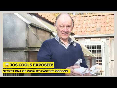 Jos Cools: The Secret DNA That Built Pigeon Racing's Greatest Dynasty Exposed!