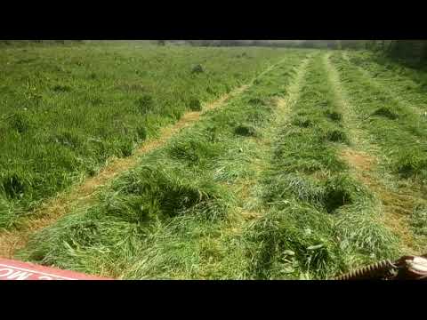 Mowing grass to make silage for winter feed