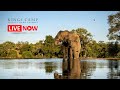 Kings Camp | Live Wildlife Stream – Timbavati Private Nature Reserve