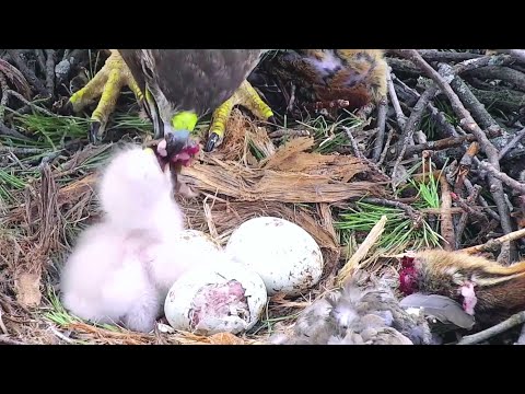 Cornell Red tailed Hawks~Huge piece for the little one!too big~7:10 PM 2022/04/23