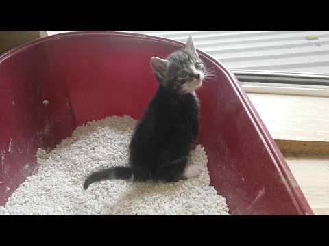 Kitten meows while pooping
