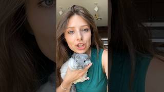 ‼️CHINCHILLA STROLLER‼️