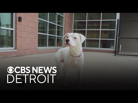 Furry Friday: Meet Zade the cat and Pumpkin the dog - YouTube