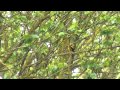 Golden Oriole at RSPB Lakenheath Fen - YouTube