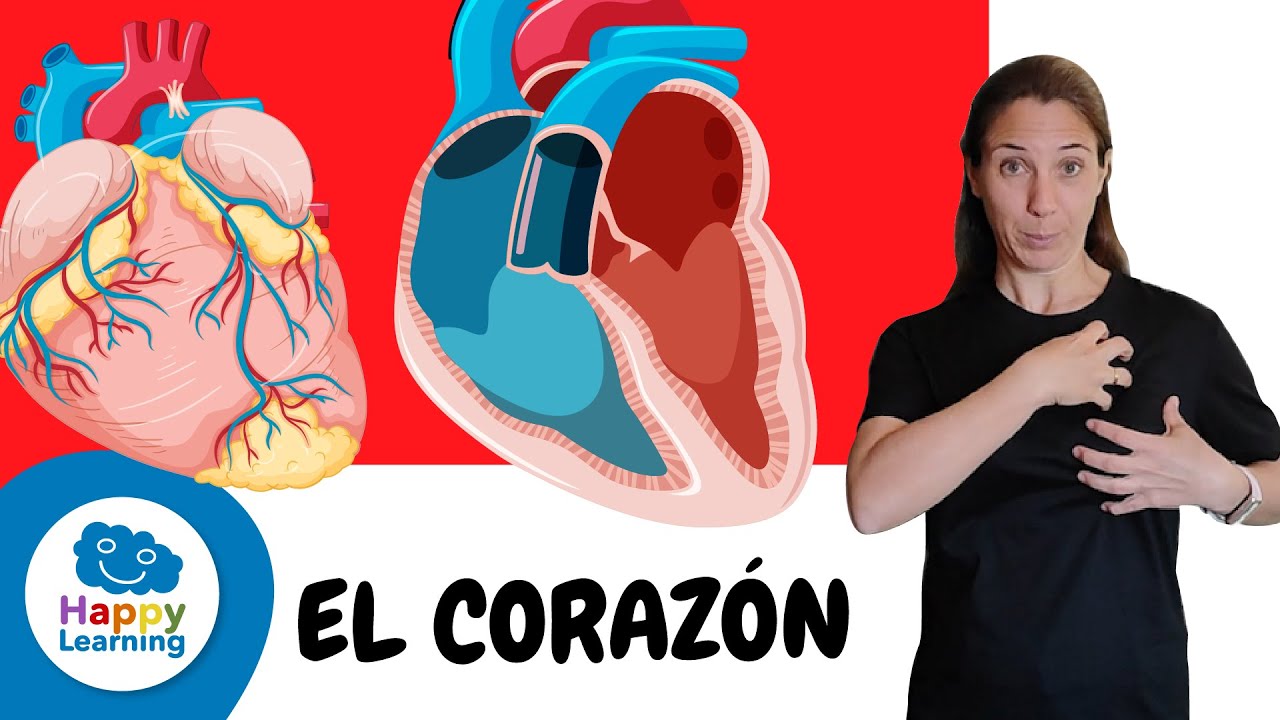 DATOS QUE NO CONOCÍAS DEL CORAZÓN | HAPPY LEARNING ❤️🩺🩻