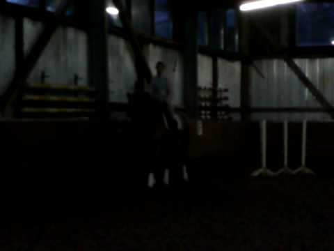 5-jähriger Fuchswallach