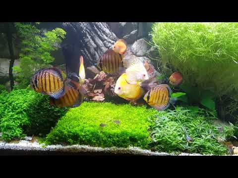 Paletki dyskowce discus fish  akwarium 675l