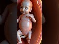 baby fetus in the womb